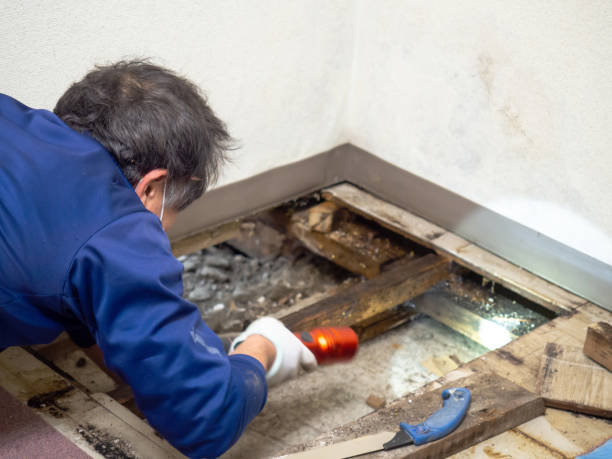 Best Mold Damage Repair  in Tigerville, SC