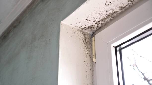 Best Local Mold Removal Service  in Tigerville, SC
