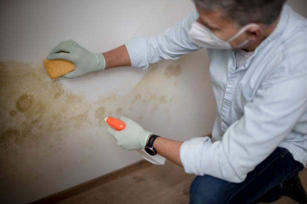 Best Black Mold Removal  in Tigerville, SC