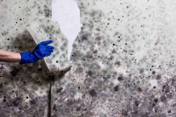 Best Emergency Mold Removal  in Tigerville, SC